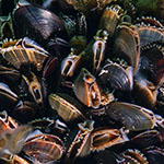 Mytilus edulis